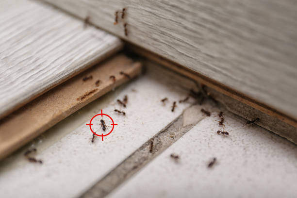 Professional Pest Control in New Holstein, WI