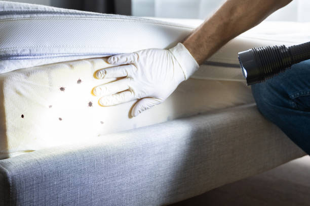 Best Emergency Pest Control  in New Holstein, WI